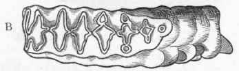 Fig. 418. A, Left ramus of lower jaw of Elephas Indicus, viewed from above (after Cuvier). B, Grinding surface of molar tooth of Elephas Africanus (after Giebel).
