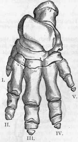 Fig. 419. Hind foot of the Indian Elephant (Elephas Indicus). (After Cuvier.)