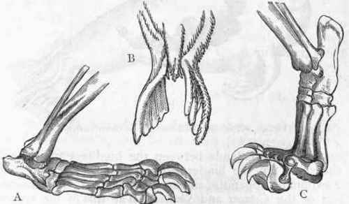 Fig. 424. Foot of Carnivora (after Owen). A, Plantigrada, Foot of Bear ; B, Pinnigrada, Hind feet of Seal; C, Digitigrada, Foot of Lion.
