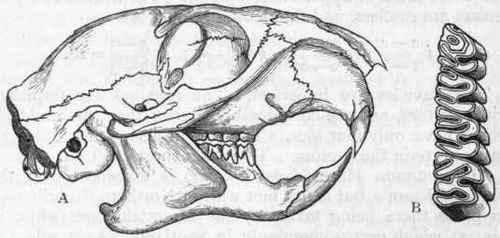 Fig. 438.   A, Side view of the skull of Sciurus (Cynomys) Ludovicianns; B, Molar teeth of the upper jaw of the Beaver (Castor fiber). (After Giebel.)