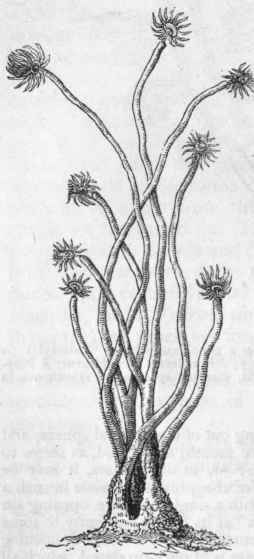 Fig. 44. Corynida. Fragment of Tubularia indivisa, natural size.