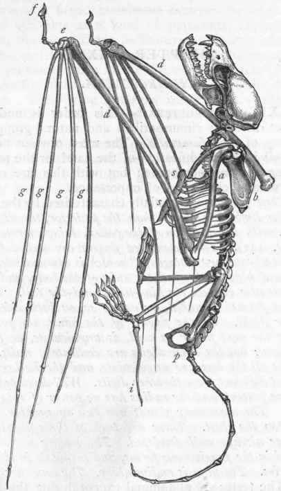 Fig. 442. Skeleton of the Mouse coloured Bat (Vespertilio murinus). a Humerus; b Scapula; d Radius, with the rudimentary ulna at its proximal end; e Carpus; f Thumb; gg Metacarpal bones; s s Sternum; p Pelvis; i Supplementary bone attached to the calcaneum.