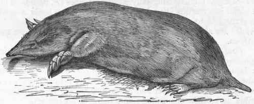 Fig. 446.   European Mole (Talpa Europaea).
