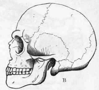 Fig. 453. A, Skull of the Orang utan. B, Skull of an adult European.