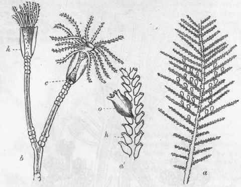 Fig. 46.   a Sertularia (Diphasia) pinnata, natural size ; a' Fragment of the same enlarged, carrying a male capsule (p), and showing the hydrothecae (h); b Fragment of Campanularia neglecta (after Hincks), showing the polypites contained in their hydrothecae (h), and also the point at which the coenosarc communicates with the stomach of the polypite (c).