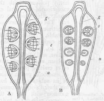 Fig. 47.   Diagrams of the gonothecae, with their contents, of the Sertularians and Campanularians. n Chitinous envelope ; g Central gonoblastidion or blastostyle; e Medusiform gonophores carried upon the blastostyle, each with a central manubrium, in the walls of which the generative elements are produced ; s Sporosacs carried upon the blastostyle, each with a central pillar (spadix), round which the ova are developed. (Altered from Allman.)