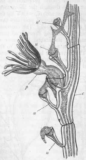 Fig. 49.   Portion of a branch of Antennularia antennina, enlarged. (After Allman.) p One of the polypites ; n n n Nematophores emitting pseudopodial filaments of sarcode; n' Nematophore with its sarcodic contents quiescent; c Coenosarc enclosed within the polypary.