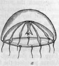 Fig. 52.*   Morphology of Medusidae. a A Medusoid (Thaumantias) seen in profile, showing the central polypite, the radiating and circular gonocalycine canals, the marginal vesicles and tentacles, and the reproductive organs; b The same viewed from below. The dotted line indicates the margin of the velum.