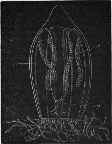 Fig. 53.   Trachynema digitale, a naked eyed Medusa, female, enlarged. (After A. Agassiz.) p Manubrium or central polypite; t One of the tentacles ; c One of the gastro vascular canals; o One of the ovaries.