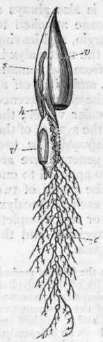 Fig. 55.   Calycophor idae. Diphyes appendi culata (after Kolliker). v Proximal nectoca lyx; v' Distal nectoman of war (Physalia) the pneumatocyst communicates with the exterior by means of an aperture in the ectoderm of the pneumatophore. In Velella and Porpita the pneumatocyst communicates with the exterior by means of several similar openings called 