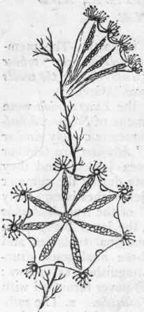 Fig. 57. Lucernariadae. Lucernaria auricula attached to a piece of sea weed (after Johnston).