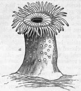 Fig. 70.   Morphology of Actinidae a Actinia rosea; b Arachnactis albida.