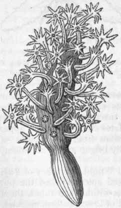 Fig. 81.   Colony of Veretillum cyno morium, of the natural size, with the polypes protruded.