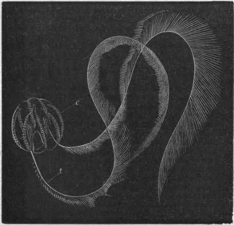 Fig. 89. Adult of Pleurobrachia rhododactyla, in a natural attitude and of the natural size. (After A. Agassiz.) c One of the ctenophores; t One of the tentacles.