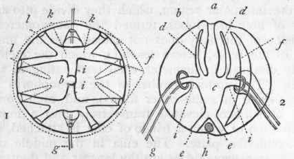 Fig. 90. Morphology of Ctenophora. 1. Diagrammatic transverse section of Pleurc brachia. b Digestive cavity ; i i Primary radial canals ; k k Secondary radial canals; / / Tertiary radial canals ; g Tentacle.