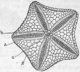Fig. 98.   Diagram of a Star fish (Goniaster), showing the under surface, with the mouth and ambulacral grooves. a Ambulacral ossicles, with the ambulacral pores between them; b Adambulacral plates, bounding the ambulacral grooves; m Marginal plates, (wanting in many species); o Oral plates, placed at the angles of the mouth.