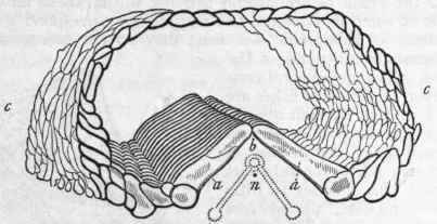Fig. 99.   Section of the ray of Uraster rubens. a a Ambulacral ossicles; b Position of the ambulacral vessel; c c Plates of the external skeleton; n Nerve cord. The dotted lines show the tube feet proceeding from the ambulacral vessel.
