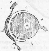 Order II Ophidia 369