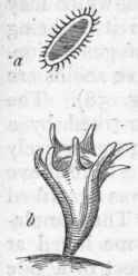 Order III Rhizostomidae 70