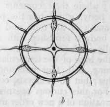 Order VI MEDUSIDAE or Hydromedusidae Acalephae in  63