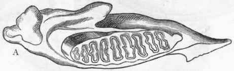 Order XI Proboscidea 508
