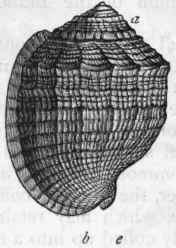 Shell Of The Gasteropoda 272