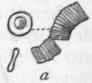 Vertebrate Animals 305