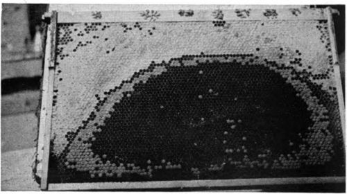 A colony ready for winter should have a rim of honey along the tops of the brood combs as well as a full super of honey.