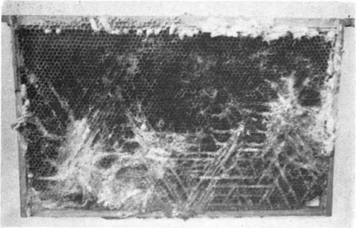 A comb ravaged by the work of the wax moth.