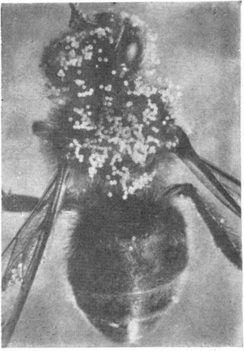 A pollen covered bee