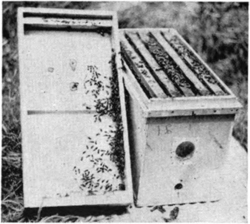 A transport or nucleus hive made from quarter inch lumber. The hive has screened holes in both ends as well as a false screened top and bottom to allow for ventilation. When being moved about, the entrance is closed and the bees still receive air through the screened portions of the hive. Such a hive allows a queen nucleus room to grow until you are ready to use it.