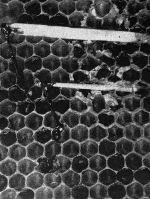 As decomposition of the larva progresses the dead larva sinks down in the cell and the color changes to dark brown. During this stage the larva has a ropiness to it. With a match or toothpick the remains may be drawn out like thick glue into fine threads. Typical dark brown foulbrood scales form on complete drying.