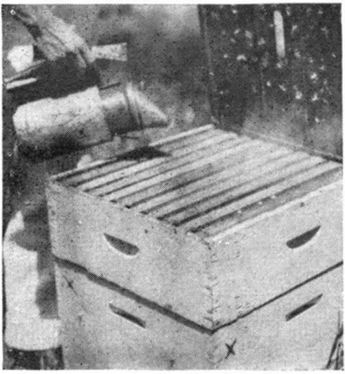 Beekeeping Equipment 17