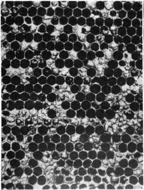 Brood comb with an advanced case of American foulbrood. Notice the perforated and sunken cappings on the cells and the scattered appearance of the brood. Many of the open cells, from which cappings have been removed by the bees, contain scales. When the larva has died with the foulbrood it dries down into this scale.
