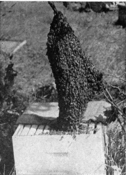 Fortunately, this swarm lit among the low hanging branches of a nearby tree. It may now be captured and hived. After the honeyflow has started it may be placed back in the colony from which it emerged thus increasing the population of the original colony.