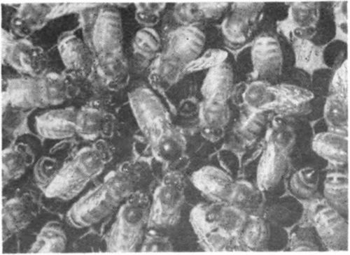 Note the comparative size of the queen and the workers. The queen is the large bee in the center. See how the worker bees surround and face the queen as they care for and protect her. Wherever she goes in the colony the workers make way for their queen.