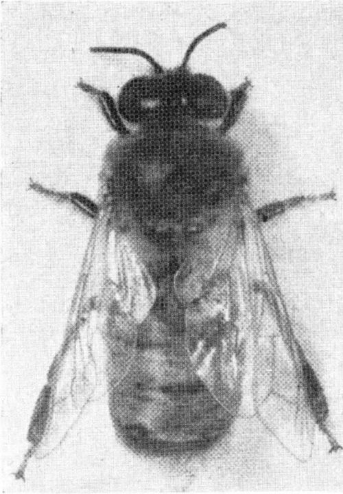 The drone bee