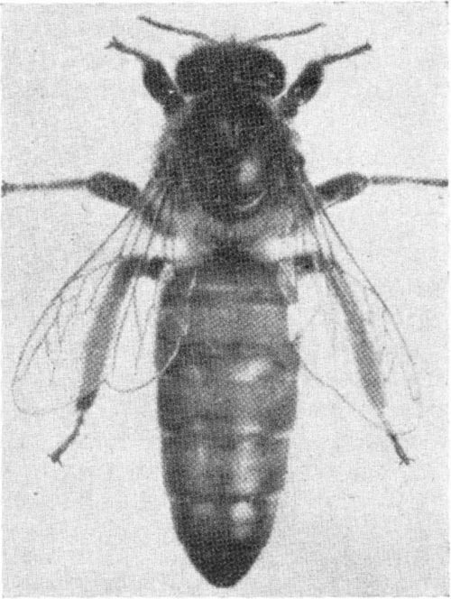 The queen bee