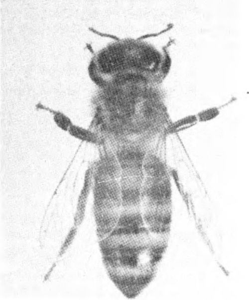 The worker bee