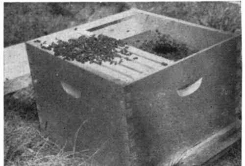 There will still be some bees left in the package which you will be unable to shake or pour out. Place the package with the remaining bees inside of the hive with the open top up. The few bees left in the package will crawl out.