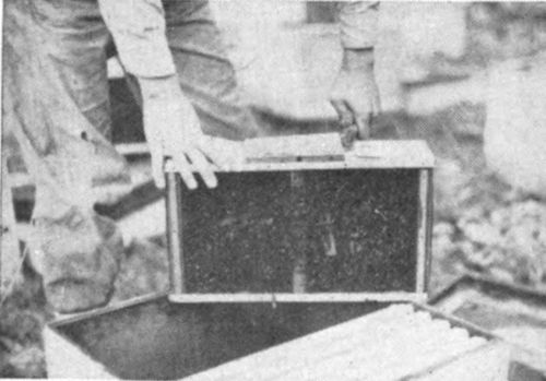 Using the angle end of the hive tool, the next step is to pry up and remove the wooden cover from the top of the package. Be sure to keep the cover near you because there is need for it when the feeder is removed.