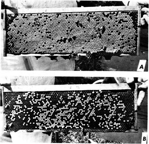 Brood combs showing (A) healthy brood necessary for high honey production and (B) diseased brood, which results in weakened colonies and lowhoney production.