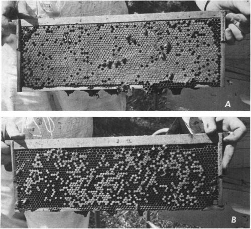 Brood combs showing (A) healthy brood necessary for high honey production, and (B) diseased brood, which results in weakened colonies and low honey production.