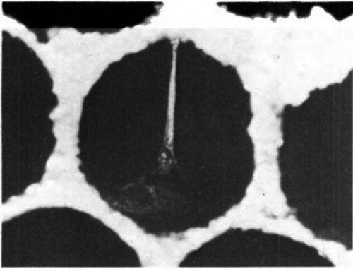 Pupal tongue from honey bee pupae killed by American foulbrood protrudes from the scale to the center of the cell.