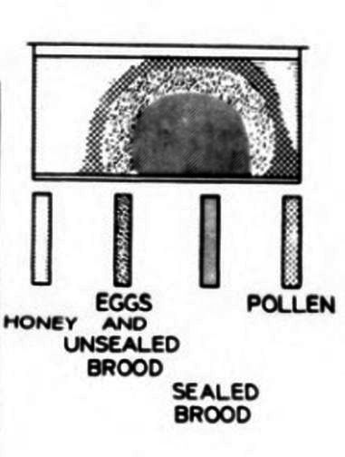 Two Queen System Of Honey Bee Colony Management Or 4