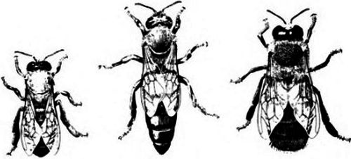 Worker, queen, and drone bees.