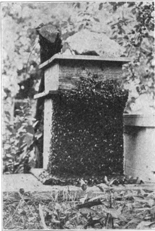 At the time of Langstroth's invention the only step forward in America had been to place a cap over the box in which the bees were kept to permit storing surplus honey above the brood chamber.