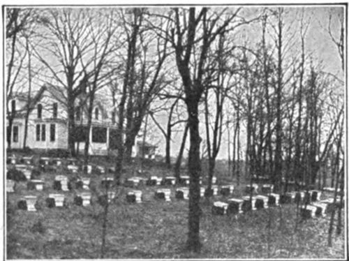 Home and apiary where bees have been kept by four generations of the Dadant family.