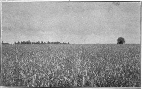 Value of sweet clover as a forage crop was long overlooked ty American farmers.