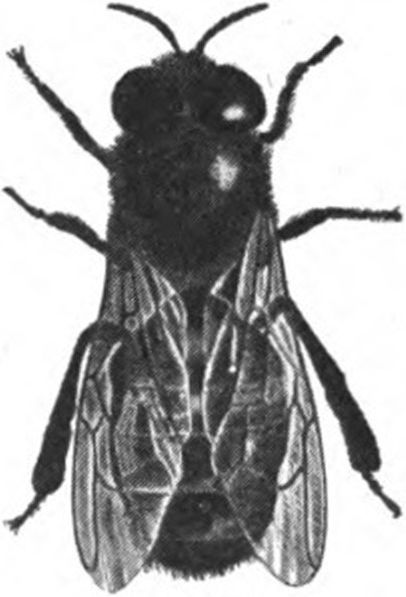 A Drone Bee
